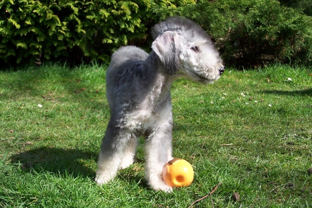 Arc-en-ciel Arlequin 06.04 (13).JPG